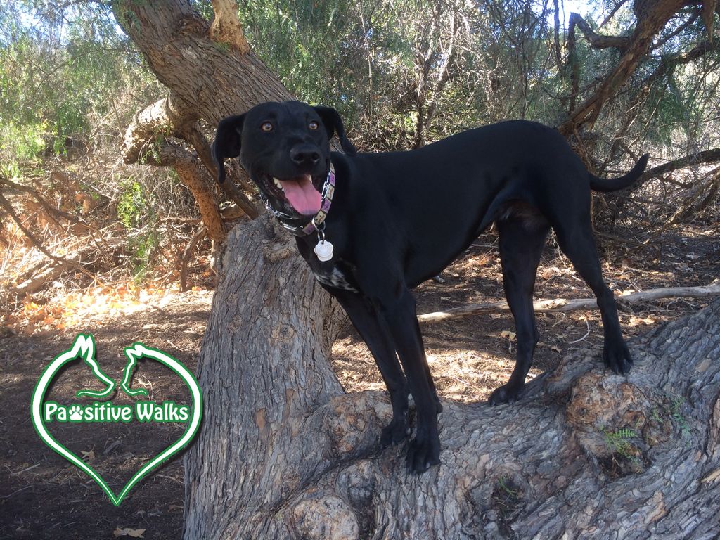 We ask dogs to do silly things to improve obedienc