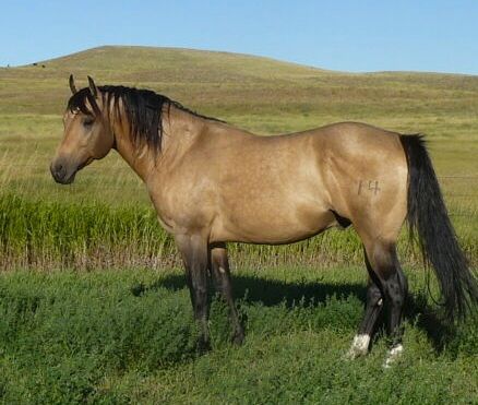 Digital Photography - Livestock and pet portraitur