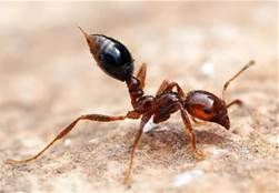 It is important to identify the type of red ants, 