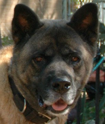 Henry is a rescue Akita from St Louis, MO