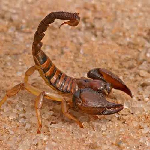 Scorpions are no doubt a dangerous and frightening