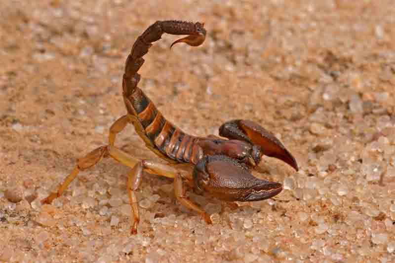 Scorpions are no doubt a dangerous and frightening