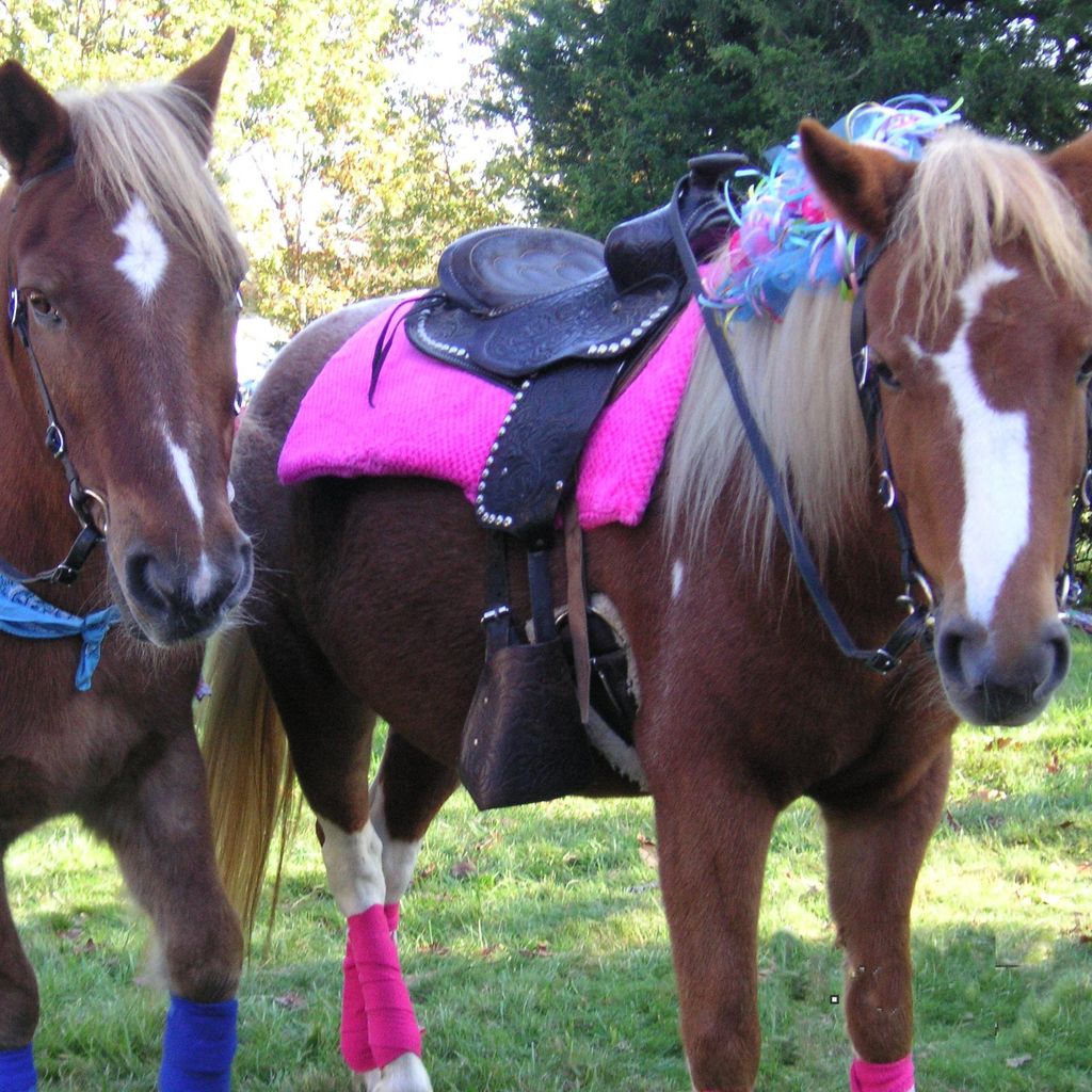 Pony Parties & Petting Farm