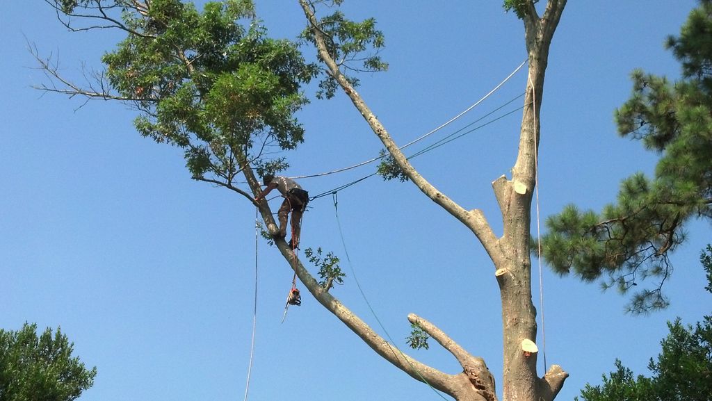 No job to big or small. We remove giant Oaks as we