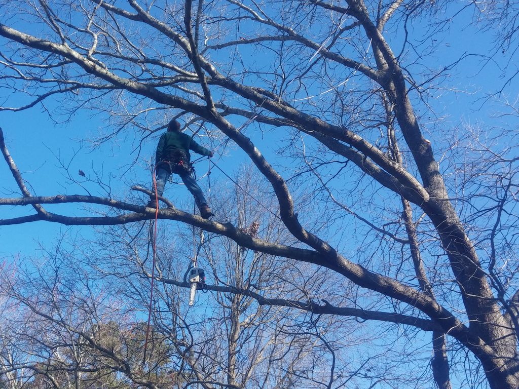 The Whole 9 Tree Service has the best climbers in 