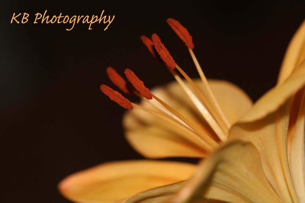 Close up taken with my macro lens