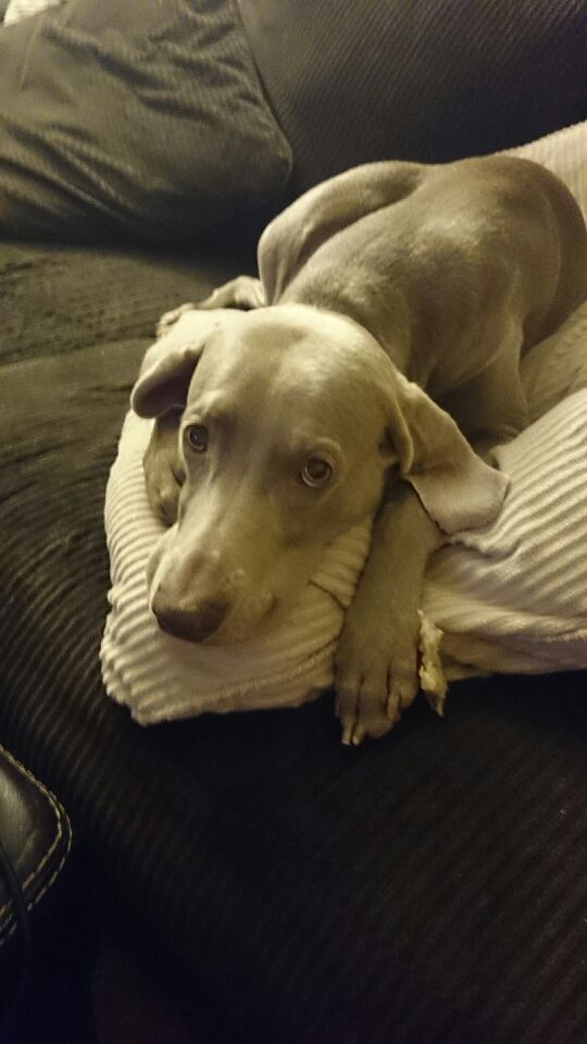 Cali waiting patiently for me to get my shoes on f