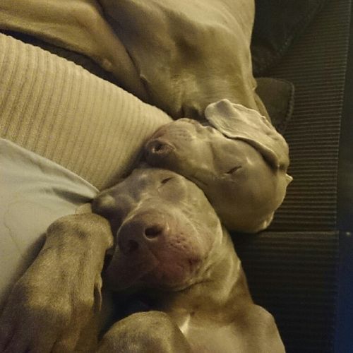 Axel and Cali passed out after a long walk