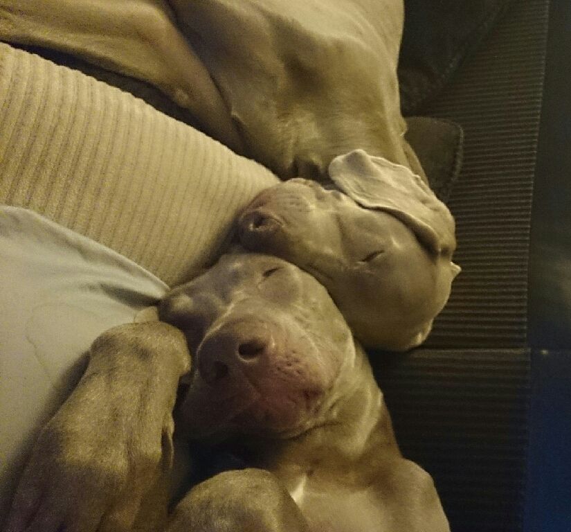 Axel and Cali passed out after a long walk
