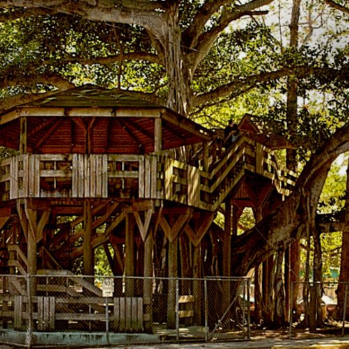 tree house on Parque Colon