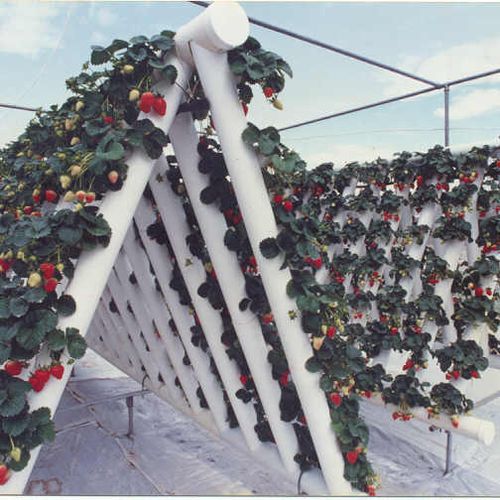 Vertical Hydroponics with Applied Plant Sciences