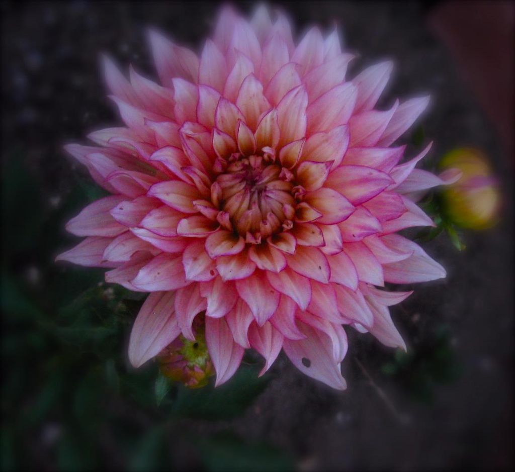 My handy dandy garden work, dahlias