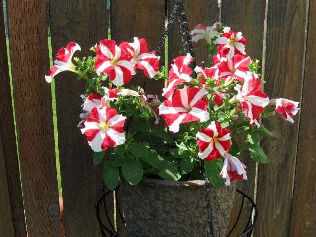 Just a bucket of petunias