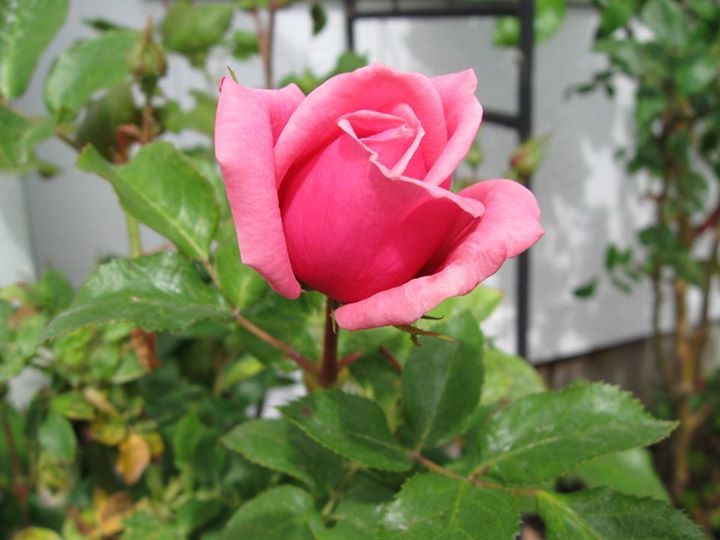 One of my 40+ rose bushes!