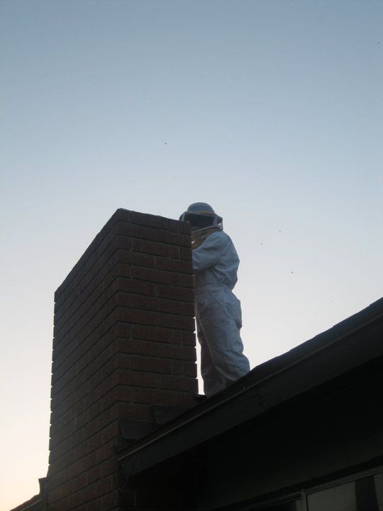 Bee Removal