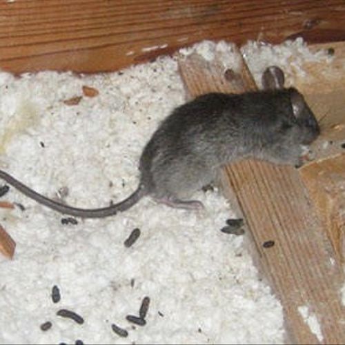 Mice, Rats