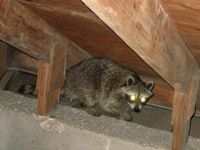 Raccoon's In your home