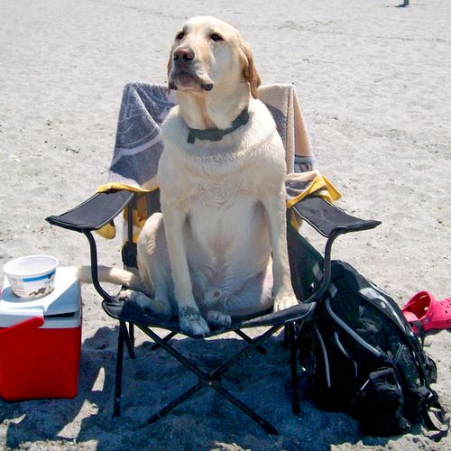 Spike The Lab at the Beach - Photography example