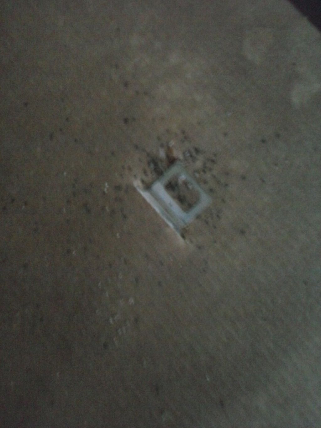 Bed bugs can be found in odd places like on the ba