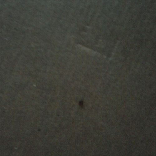 Bed bug on the back of a picture.
