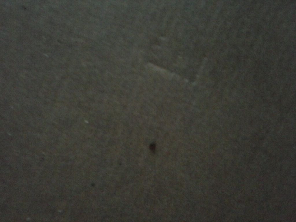 Bed bug on the back of a picture.