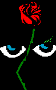 Sub Rosa: eyes beneath the rose