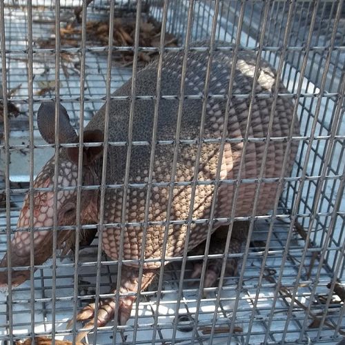 We trap and relocate armadillos, with humane wildl