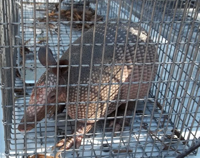 We trap and relocate armadillos, with humane wildl