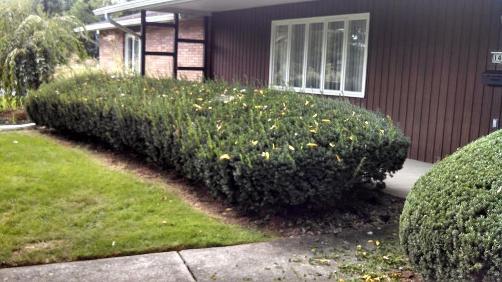 Shrub Trimming Before