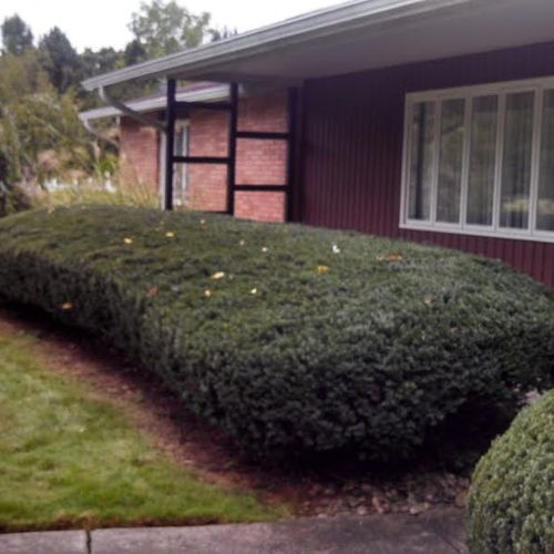 Shrub Trimming After