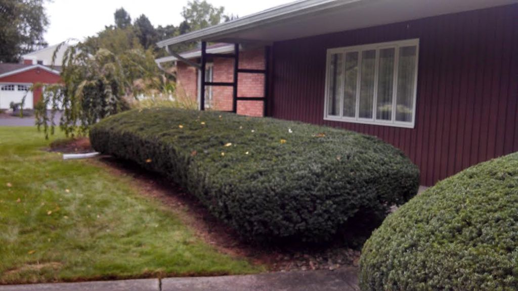 Shrub Trimming After
