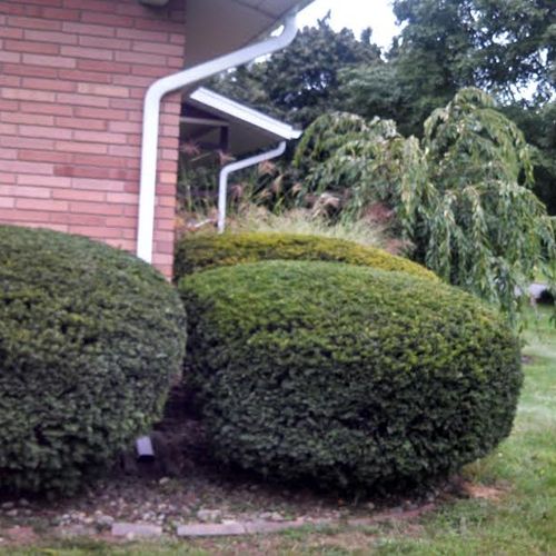 Shrub Trimming After
