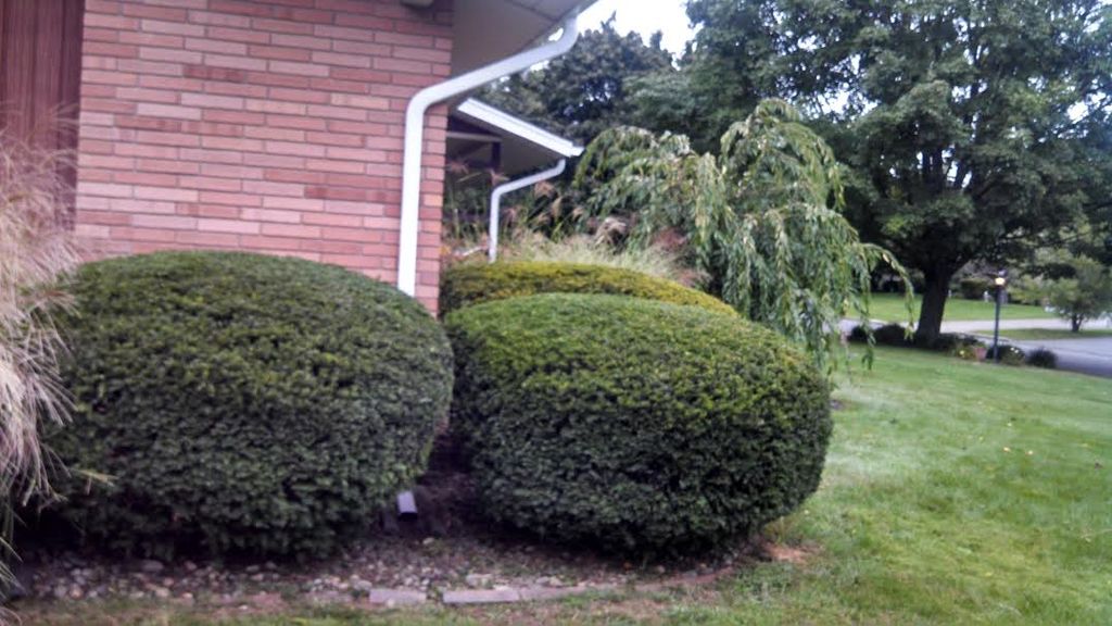 Shrub Trimming After