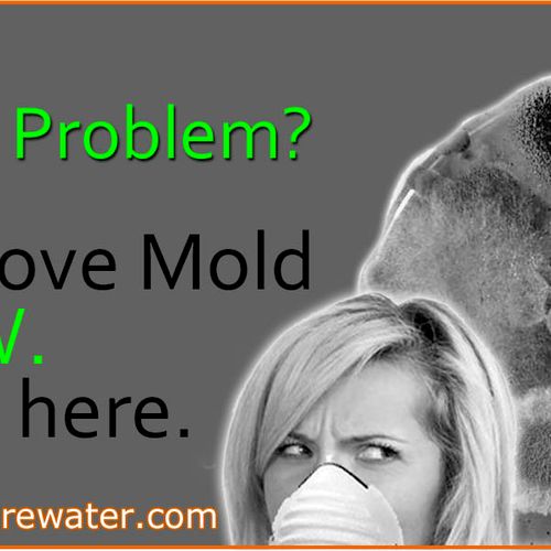 Mold Removal and Mold Remediation Company