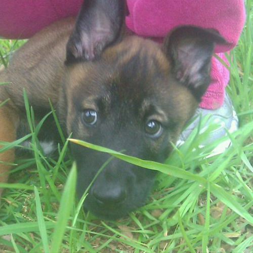 Baron as a baby- He is a Belgian Malinois