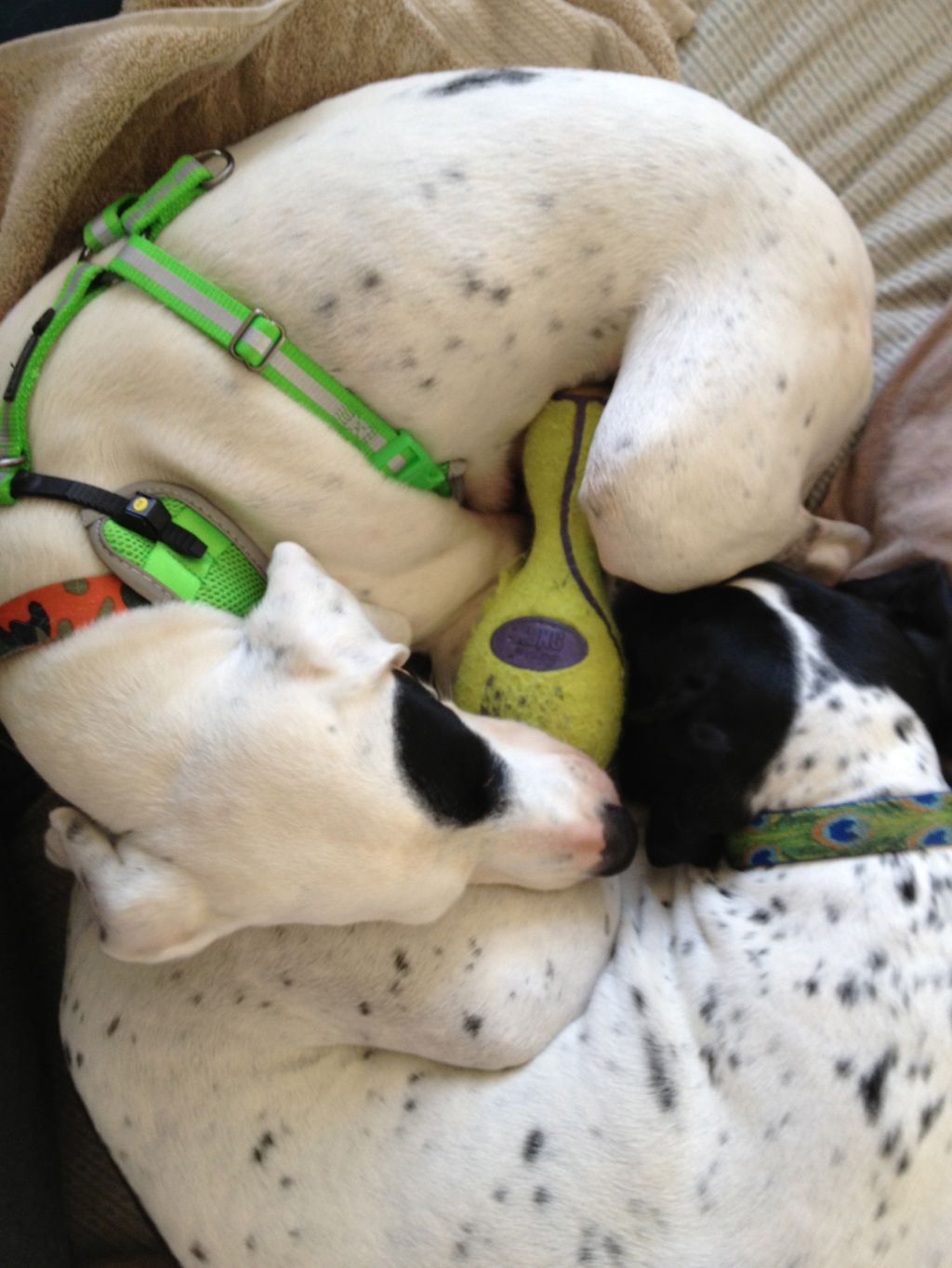 Pointer Love. Peosy & Georgia