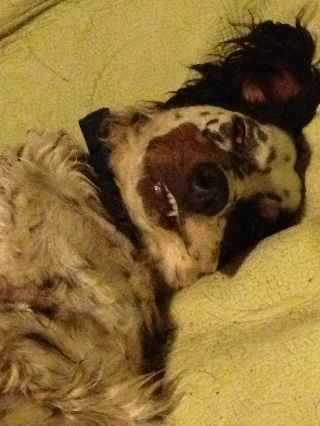 He's a monster. Ryder