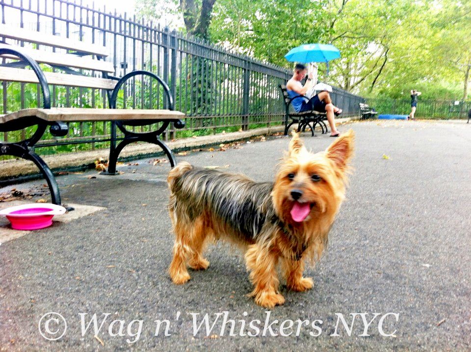 Wag N Whiskers NYC