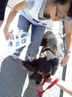 Dog Handler for City Dog Rescue @ 17 Street Festiv