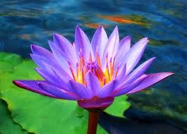 A lotus blooms in the peaceful heart...
Help, Shar