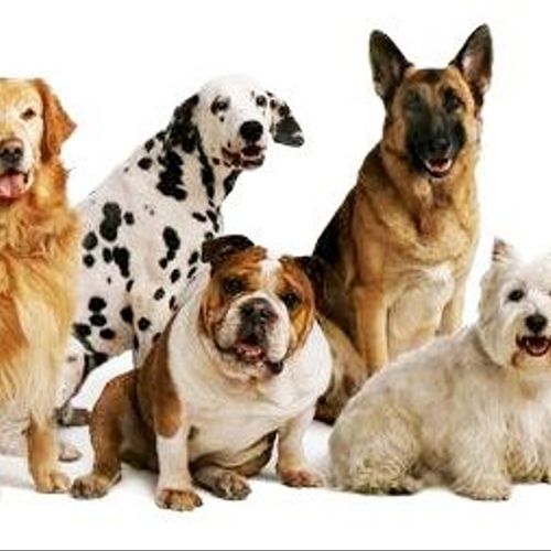 We work with all breeds - big or small.