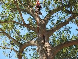 Tree Removal In Cullman Alabama
