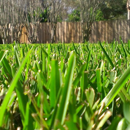 St. Augustine Grass in Full Sun