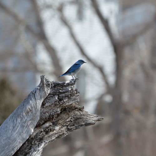 Colorado Rocky Mountain Bluebird