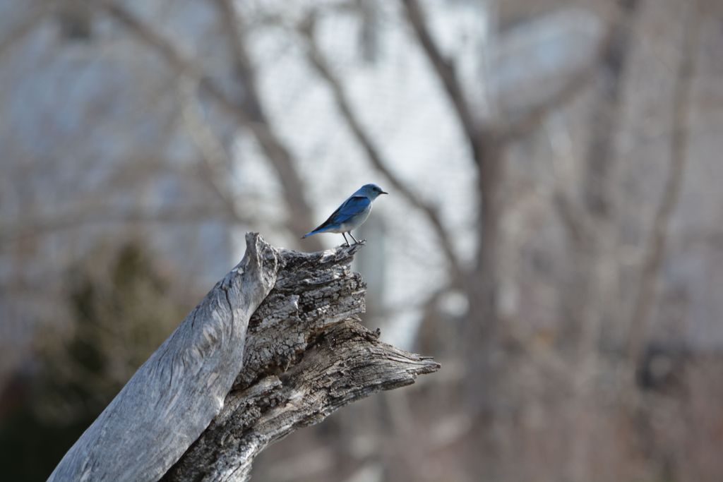 Colorado Rocky Mountain Bluebird