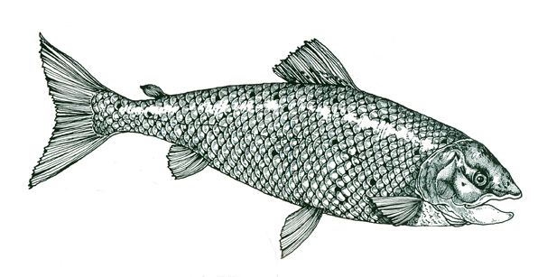 Black & White fish illustration for a Seafood Rest
