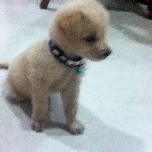 This little guy is Alfie. A golden retriever pup.