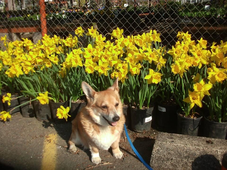 Brady (my 12 1/2 yr. old Corgi) at 7Dees  March, 2