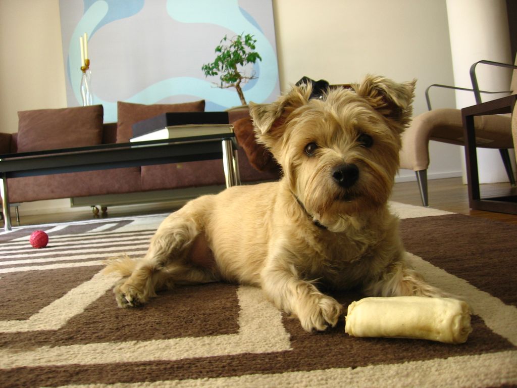 Coco at home