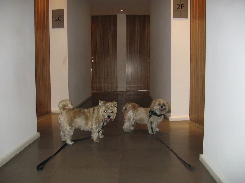 Coco and Sammy after their walk